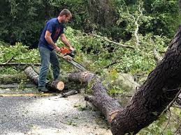 How Our Tree Care Process Works  in  East Franklin, NJ